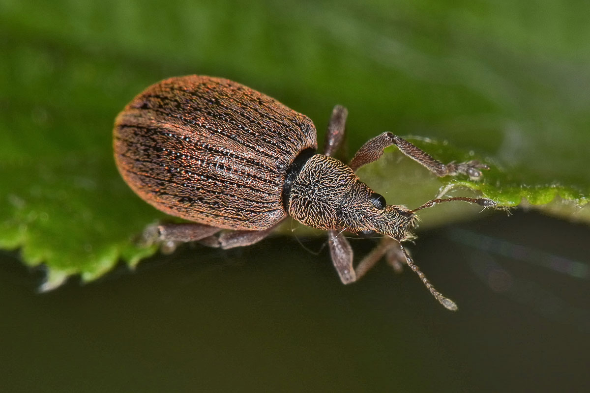 Polydrusus mollis - Curculionidae